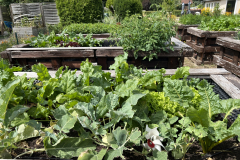 IMG_1509_volle_Beete