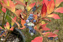 IMG_1534_Blaubeeren_Herbstlaub