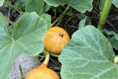 IMG_1536_Hokaido_Kuerbis