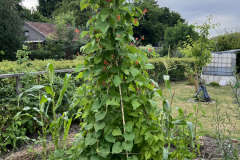 IMG_1537_Feuerbohnen_Tipi