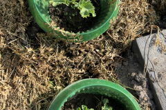 IMG_2007_Gruenkohl_Klein