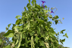 IMG_2010_Feuerbohnen