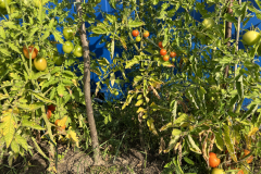 IMG_2015_Tomaten_am_Container