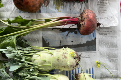 IMG_2032_Ernte_Kohlrabi