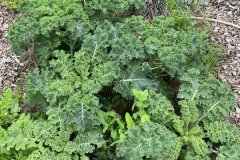 IMG_3657_Gruenkohl_gross