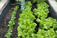 IMG_3662_Salate