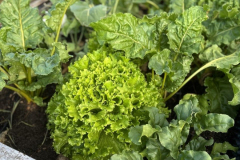 Image-09_Salat